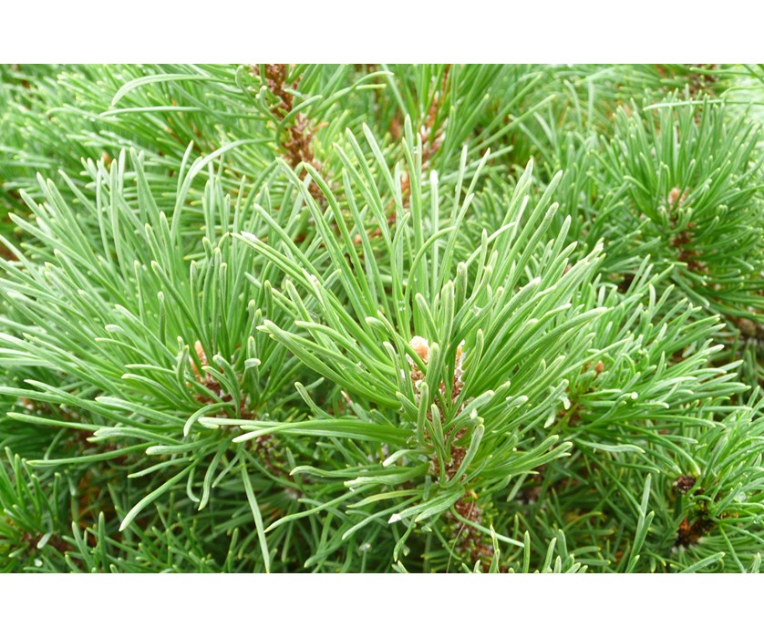 Valley Cushion Dwarf Mugo Pine